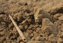 Effects on soil of competing land use
